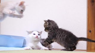 大ジャンプで子猫が助けにやって来る？【赤ちゃん猫　保護猫】