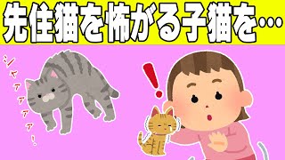 【2chほのぼの】先住猫と相性が悪く飼えなくなった子猫を娘がお世話した結果…【ゆっくり】