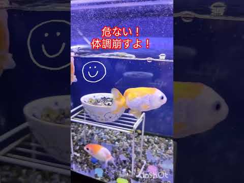 [金魚]　金魚に水草　金魚は雑食性だから　水草は餌だよ😝