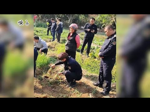 阿姨闲置荒地上种点菜，“城管”不让，把菜“帮助”阿姨拔掉了