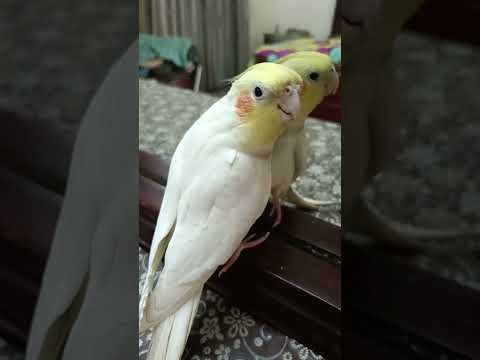 Adorable Cockatiel Milo's Cute Cookie Song Serenade #cockatielscraze #birdsinging #cutepets