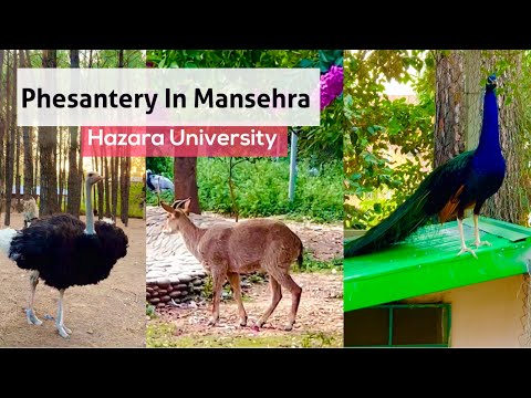 Phesantery In Mansehra / Hazara University Dhodial / Ahsan Ki Vines