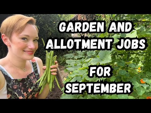 9 JOBS FOR SEPTEMBER IN THE COTTAGE GARDEN AND ALLOTMENT