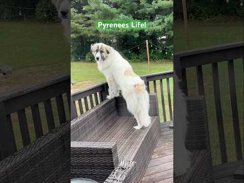 Great Pyrenees Life ! #funnydog #greatpyrenees #doglover