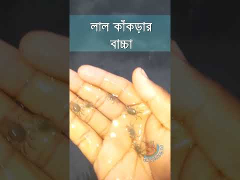 লাল কাঁকড়ার বাচ্চা কত সুন্দর | Baby carb Catching  | #fishingshorts #fishing