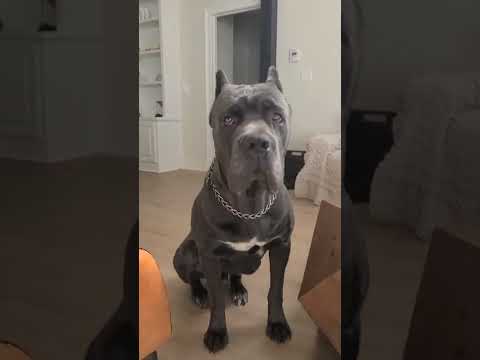 Blue Cane Corso this is Achilles #canecorso #italianmastiff #largebreed #canecorsopuppies #guarddog