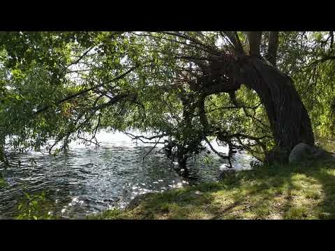 Under the trees, Marieberg, Stockholm