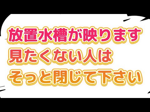 ２年間放置水槽　#ホロホロシュリンプ