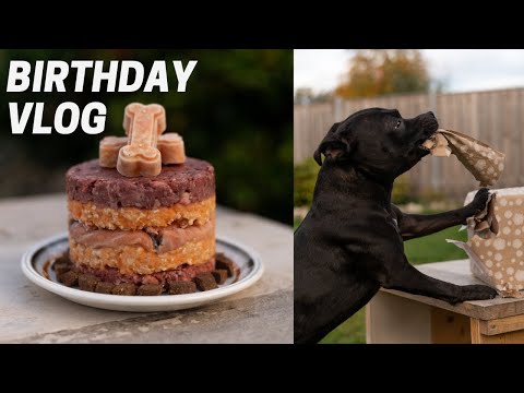 Celebrate my Dog's 8th Birthday with me