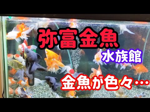 [金魚]　弥富金魚水族館　YＡTＯMiAＱＵＡ　可愛い金魚達がお出迎えしてくれました。#goIdfIsh