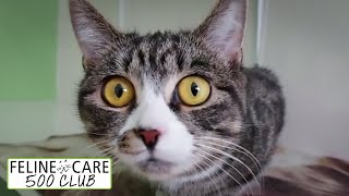 Feline Care 500 Club March 2022