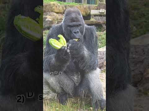 Things You Didn't Know About Gorillas|| #trending #shorts #viral #facts #gorillatag #gorilla