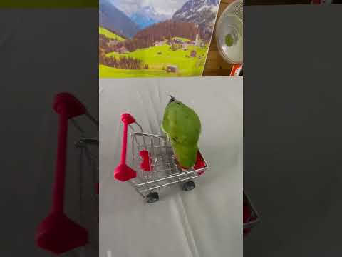 smart talent parrots birds... #parrottraining #parrot