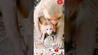 #viral #trending #animal #bandar #2022trends #youtubeshorts #funny #trending2022