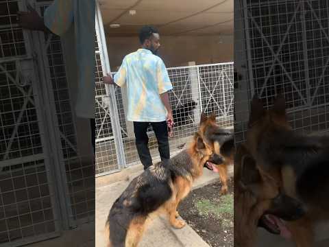 Getting dogs inside their kennels #rottweiler #germanshepherd #dog #shorts