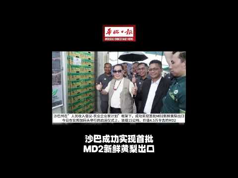 华侨日报全国新闻：沙巴成功实现首批 MD2新鲜黄梨出口