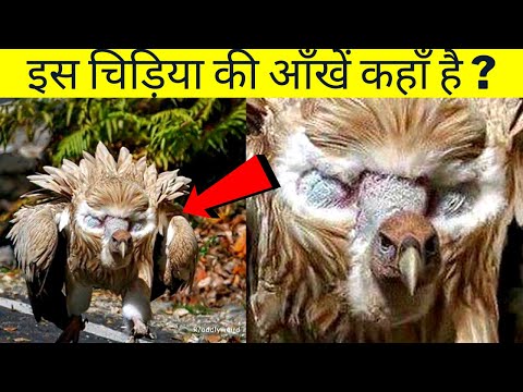 99 % लोग ये बातें नहीं जानते / Mindblowing Facts you don't know - Fact Express 75