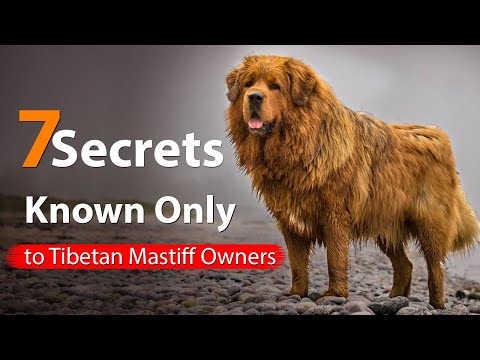 7 Secrets Known Only to Tibetan Mastiff Owners