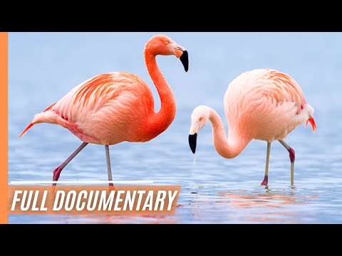 The Long Flight Of The Phoenix - Fascinating and Graceful | Full Documentary