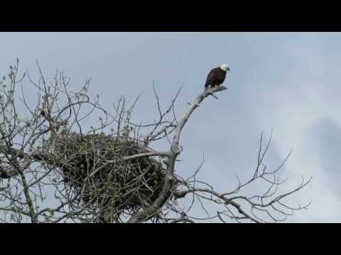 Seward Eagle guarding nest