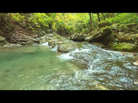 30 Minutes of Calming River Sounds and Nature Ambience