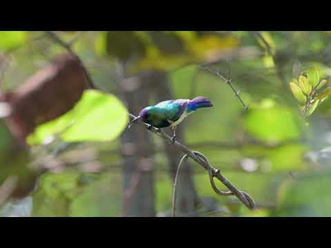 Variable Sunbird (Cinnyris venustus) calling - AbCa's Creek Lodge to Killy (Gambia) 27-11-2024