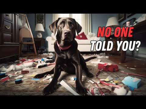 Things NO ONE tells you about owning a Labrador