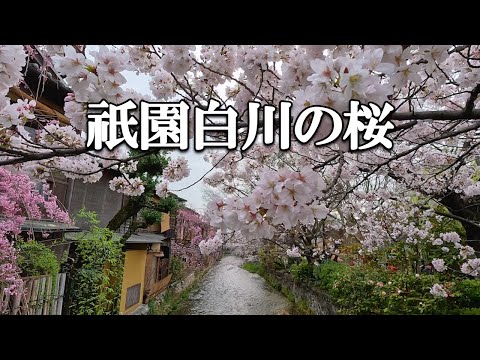 【4K 祇園白川の桜🌸】京都の名所