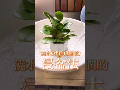 「浸盆法」讓植物喝飽水，土壤濕透無死角！ #植物澆水 #浸盆法 #園藝技巧 #園藝小知識