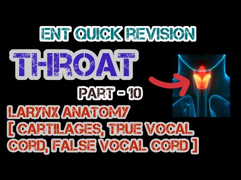 Larynx Anatomy 101: True and False Vocal Cords with Dr. Deen