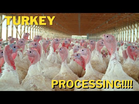 How I process my Turkeys!!!!