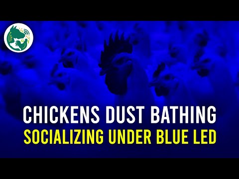 Time to socialize   Dust Bathing Chickens under Blue LED lighting