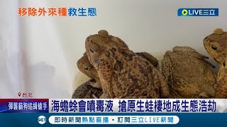 搶救台灣在地生態! 外來種遭棄養危害生態 農委會砸上億清除3物種 北市動保處公告想養"這一種"得在6月14號前完成登記列管│記者 姜毅宏 蔡咏恩│【LIVE大現場】20220417│三立新聞台