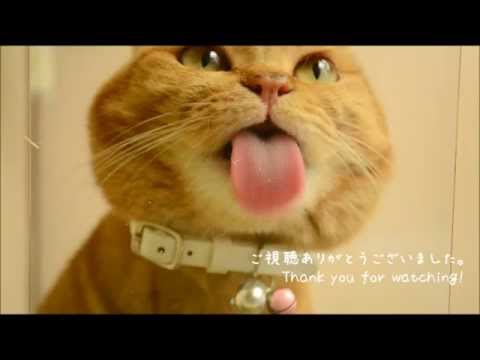 おやつを食べる猫を下から見てみた　The cat is eating on glass plate