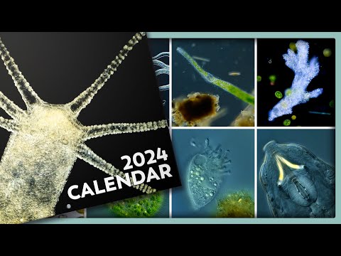 The 2024 Microcosmos Calendar