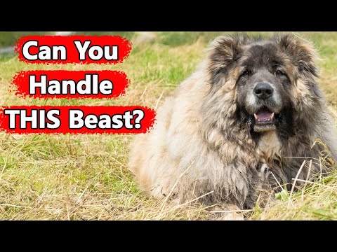 Don't get a Caucasian Shepherd if you can't handle this