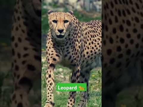 Looking this video #wildlife #ranthamborenationalpark #forest #safaris #leopards