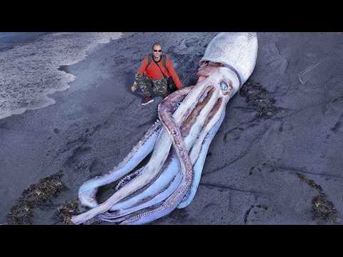 10 Creepy Deep Sea Creatures You Don’t Want To Dream About