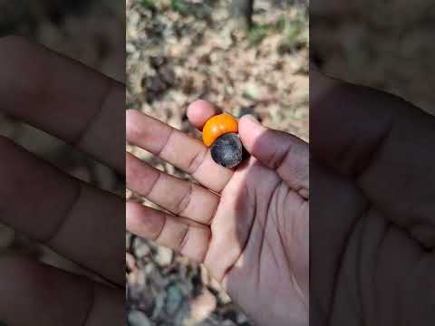 forest cashew fruit 🍑#4k #shortsvideo #villagelife #jharkhand