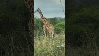 Safari on a Budget in Kenya #shorts #safari #kenya