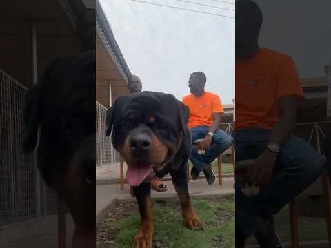 Huge Rottweiler during interview #dog #rottweiler #shorts