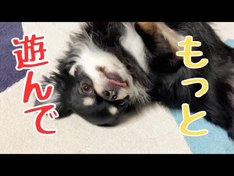 寂しいのかクレームが多くなり心配です💦#チワワ #dog #いぬ