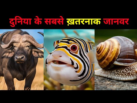 दुनिया के सबसे ख़तरनाक जानवर | The most dangerous animals in the world