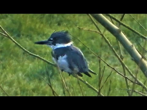 BELTED KINGFISHER In The UK    Megaceryle alcyon