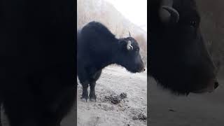 King of mountains. #yaks #king #of #mountains #mountainlifestyle #trandingvideo