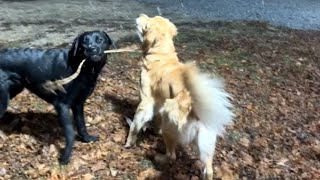 Dogs in Snowfall: Golden Retriever & Black Lab's First Snow Adventure || WooGlobe