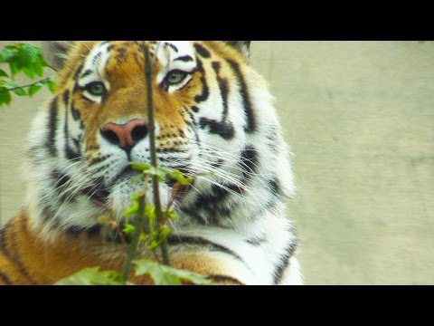 Children's Wild Animal Identification Video | Educational Video for Kids