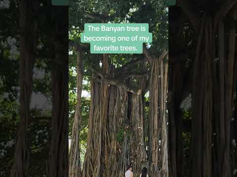 These trees in Waikiki are amazing