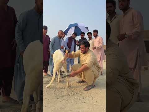 Andy wali Bakri 😂 #part2   #comedyreels #funny #food   #viralshorts  #entertainment #games #money