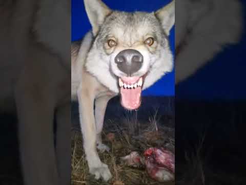 #wolf nasty face